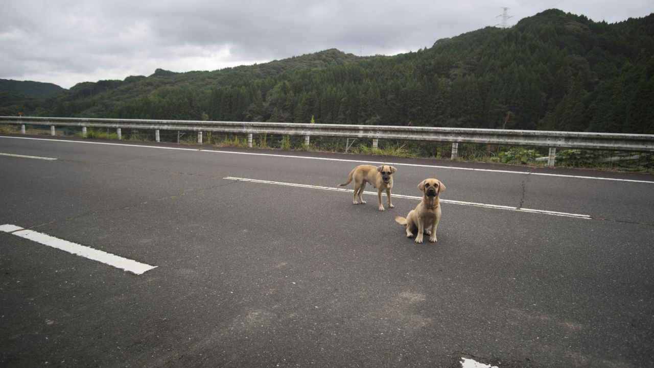 Интернет се влюби в тази глутница изгубени кучета, прибиращи се у дома. Жалко, че историята е фалшива