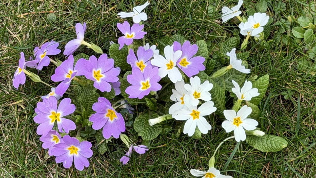 Времето с Ники Василковски