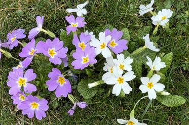 Истинската пролет идва след Цветница