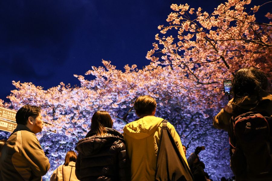 <p>Цъфтящите вишни в Япония - магията, наречена сакура.</p>