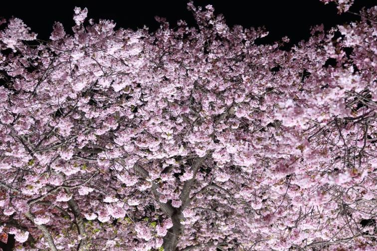 Цъфтящите вишни в Япония магията наречена сакура