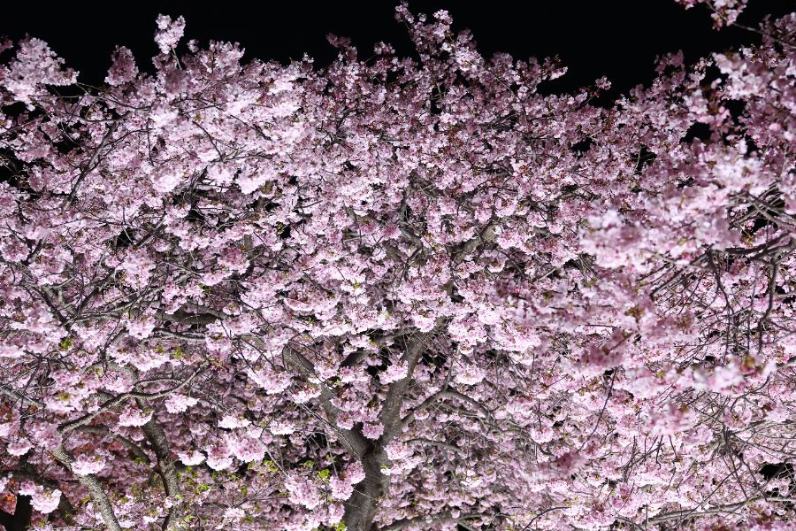 <p>Цъфтящите вишни в Япония - магията, наречена сакура.</p>