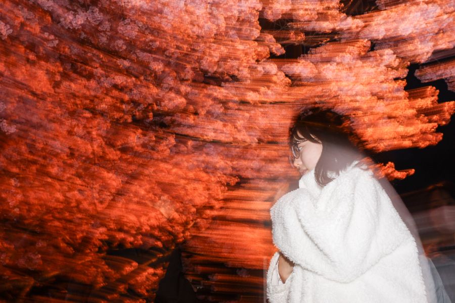 <p>Цъфтящите вишни в Япония - магията, наречена сакура.</p>