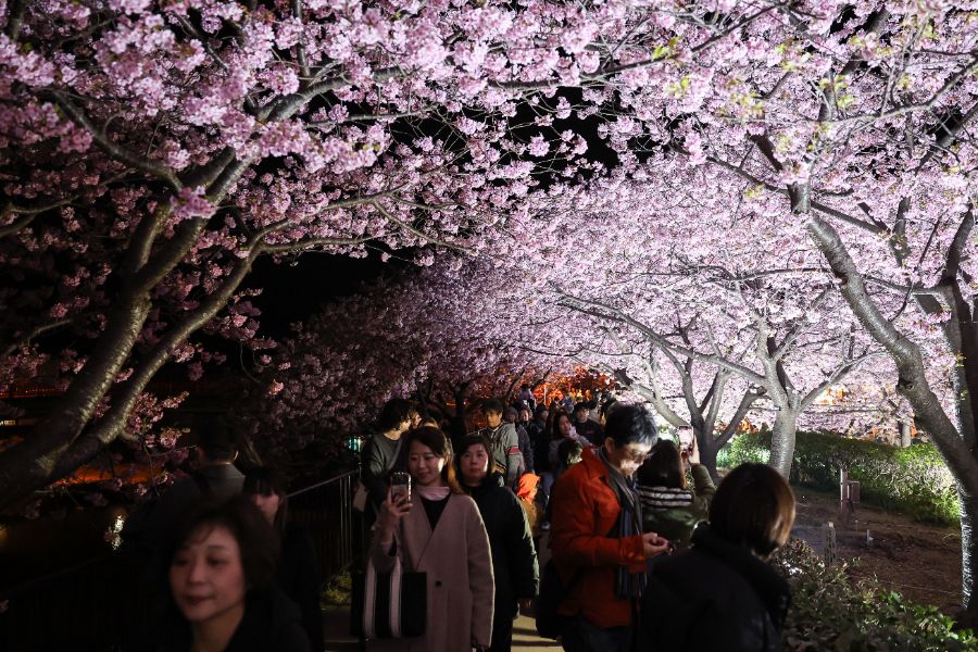 <p>Цъфтящите вишни в Япония - магията, наречена сакура.</p>