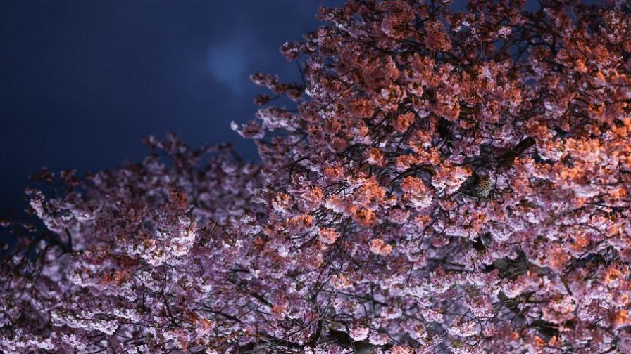 <p>Цъфтящите вишни в Япония - магията, наречена сакура</p>