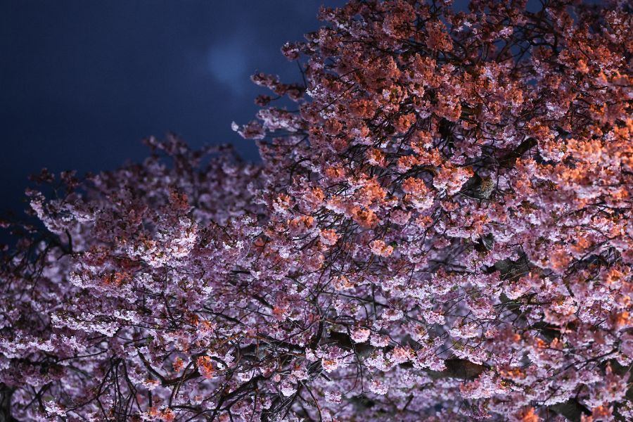 <p>Цъфтящите вишни в Япония - магията, наречена сакура.</p>