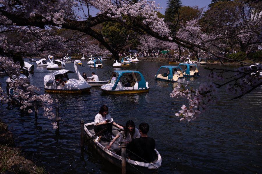 <p>Цъфтящите вишни в Япония - магията, наречена сакура.</p>