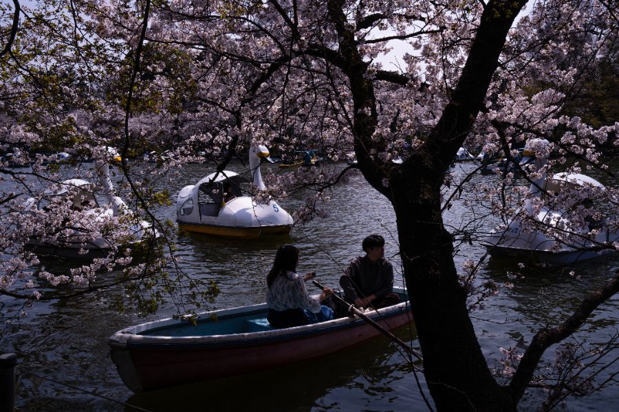 <p>Цъфтящите вишни в Япония - магията, наречена сакура.</p>