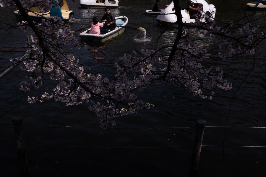 <p>Цъфтящите вишни в Япония - магията, наречена сакура.</p>