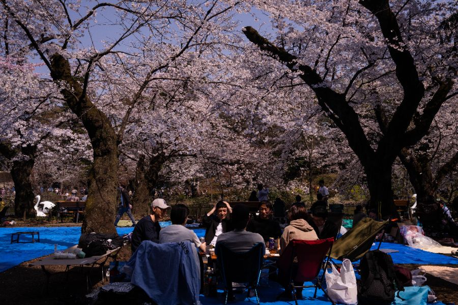 <p>Цъфтящите вишни в Япония - магията, наречена сакура.</p>