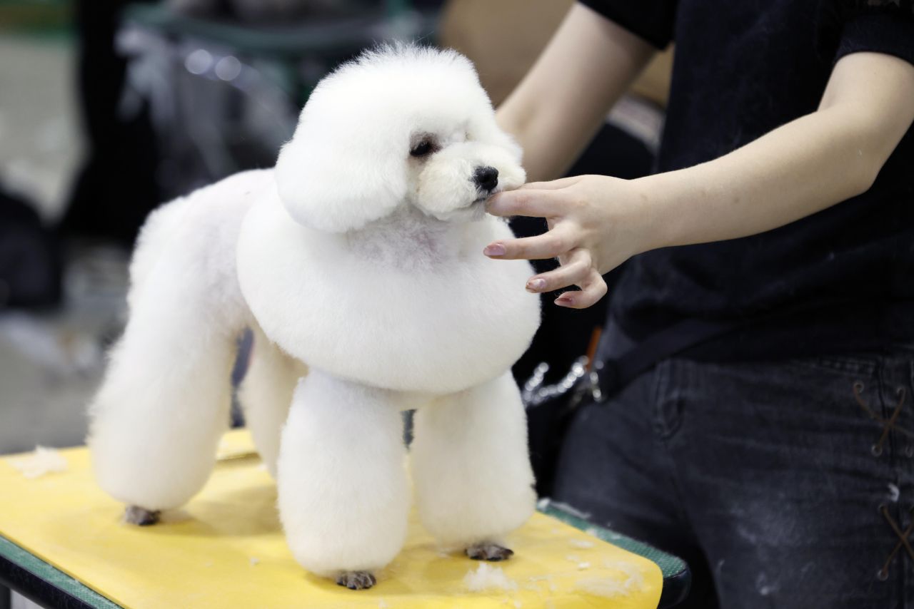 <p>Юбилейното 15-о изложение Interpets Tokyo 2026 в Tokyo Big Sight ще събере стотици изложители и топ стилисти, поставяйки основен акцент върху професионалния груминг и иновативните продукти за разкрасяване на домашни любимци.</p>