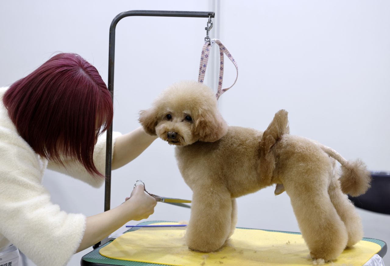 <p>Юбилейното 15-о изложение Interpets Tokyo 2026 в Tokyo Big Sight ще събере стотици изложители и топ стилисти, поставяйки основен акцент върху професионалния груминг и иновативните продукти за разкрасяване на домашни любимци.</p>