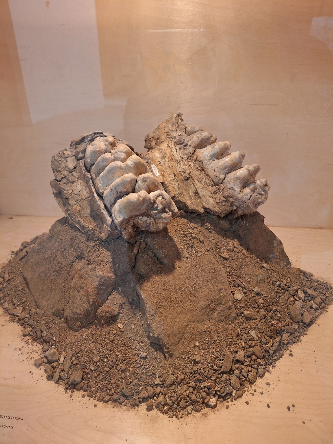 <p>Плиоценският парк в Дорково е най-голямото находище на Балканите, събрало над 600 кости от 30+ вида древни животни. С уникалния си музей то разкрива вълнуваща история за климата и природата в Източна Европа преди милиони години.</p>