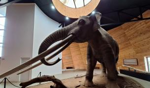 Светът преди 5 милиона години: Среща с мастодонти, саблезъби тигри и маймуни край Дорково