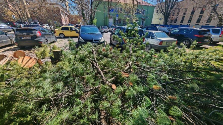 паднали дървета