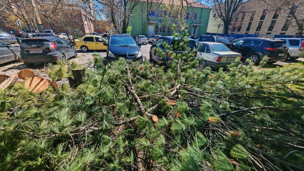 <p>Няколко инцидента с паднали дървета и смачкани коли са станали в София.</p>