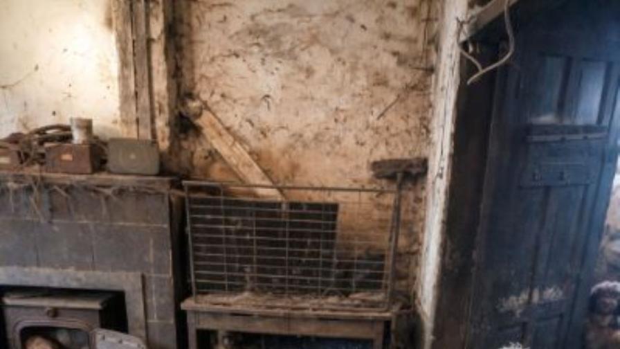 <p>Дом на ужасите:&nbsp;Спасиха над 250 кучета от жилище във Великобритания</p>