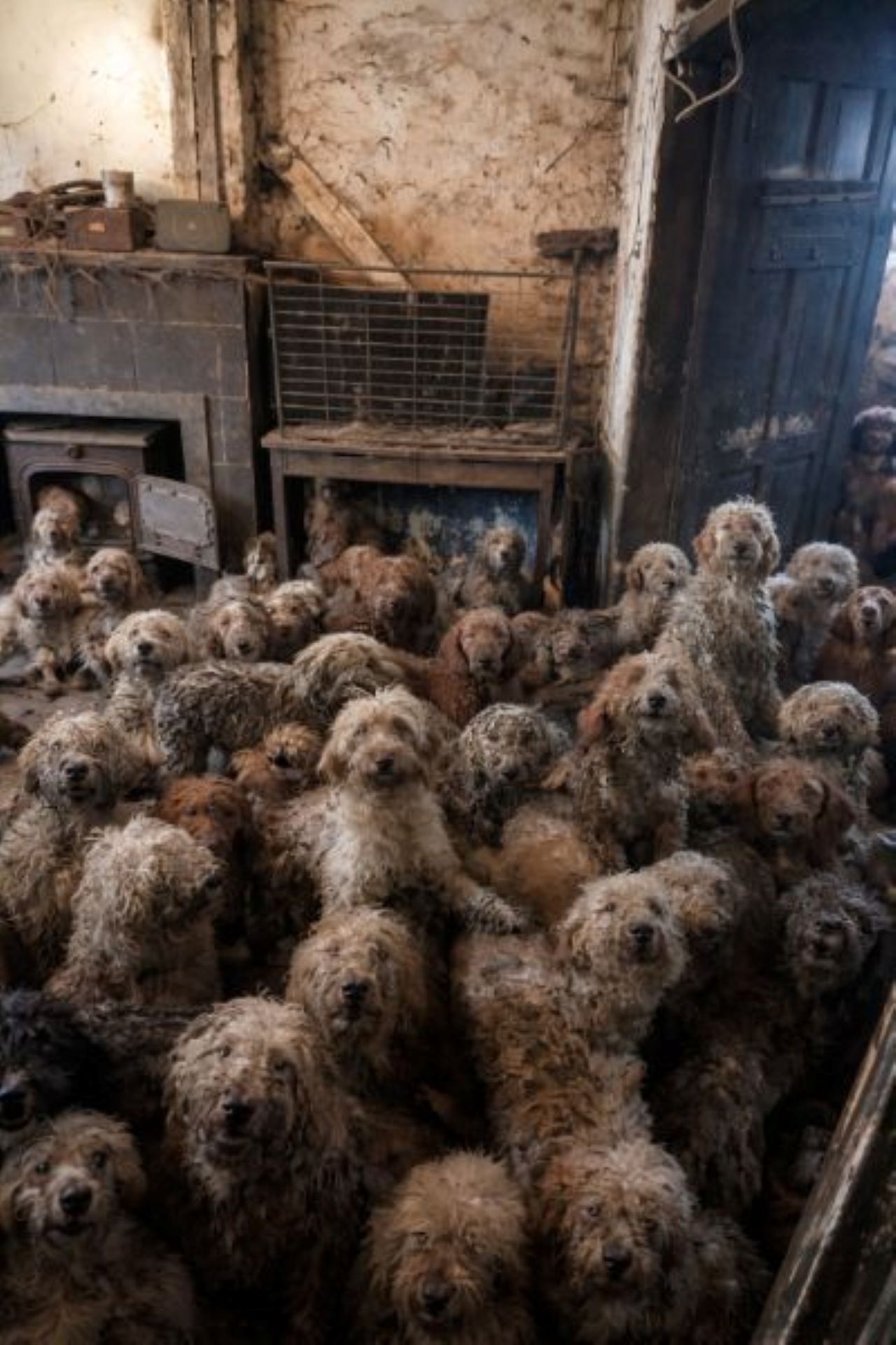 Спасиха над 250 кучета от жилище във Великобритания