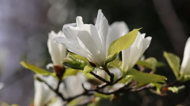 Магията на магнолиите в Екопарк-Варна