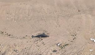 МОСВ сезира прокуратурата за смъртта на делфини и птици край Шабла