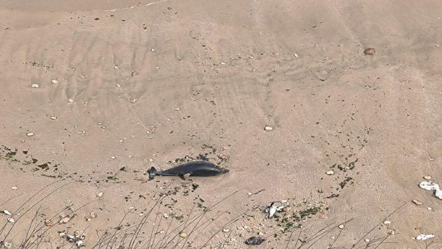 МОСВ сезира прокуратурата за смъртта на делфини и птици край Шабла