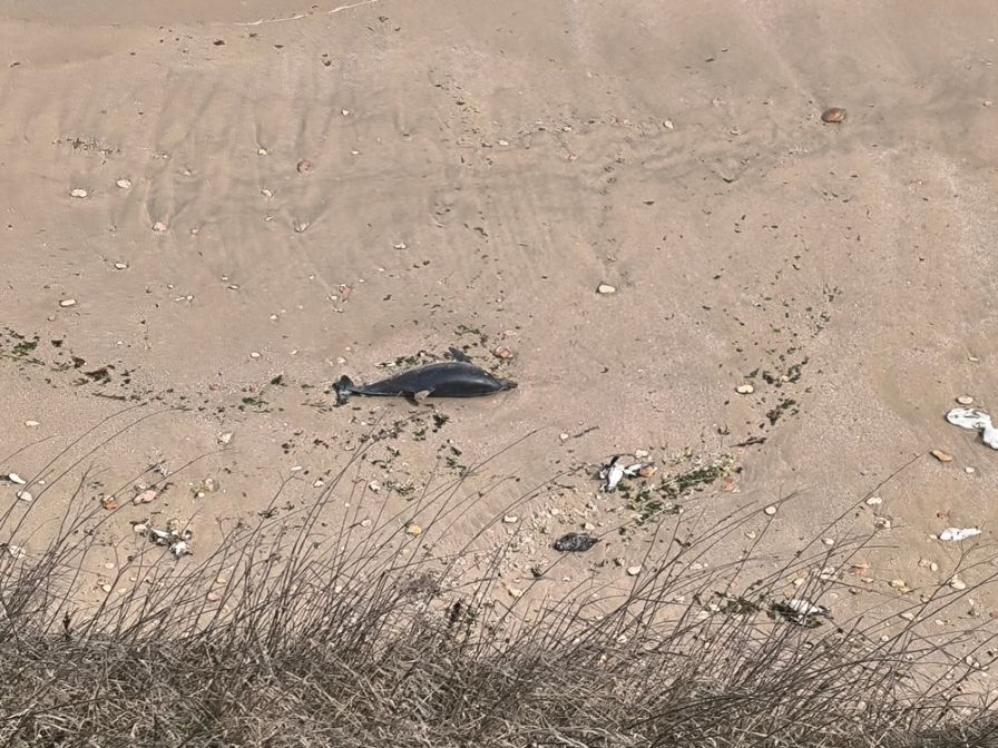 МОСВ сезира прокуратурата за смъртта на делфини и птици край Шабла