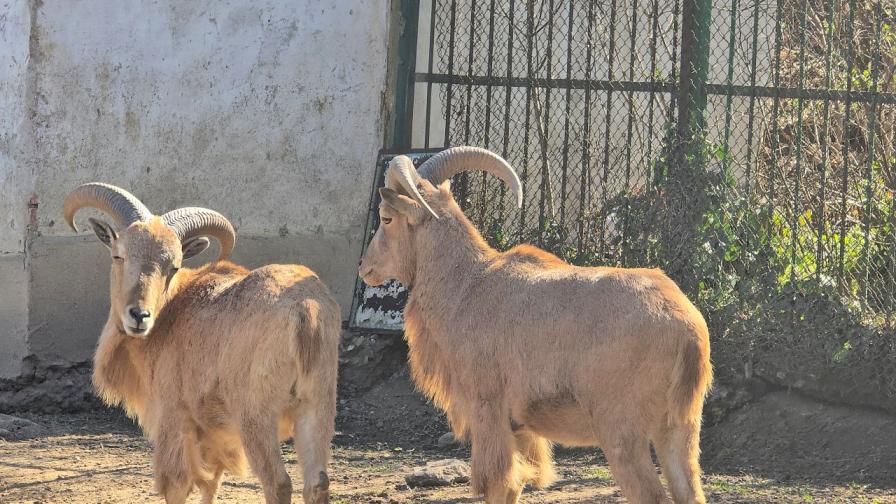 "Бейби бум": Рядък гривест козирог и още десетки животни се родиха в ловешкия зоопарк