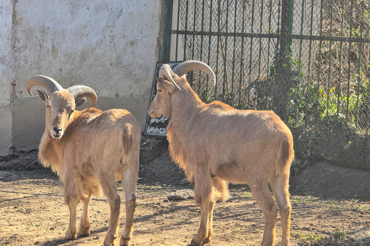 "Бейби бум": Рядък гривест козирог и още десетки животни се родиха в ловешкия зоопарк