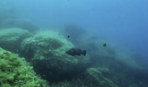 <p>Разследване разкри&nbsp;как Русия крие ракети на морското дъно</p>