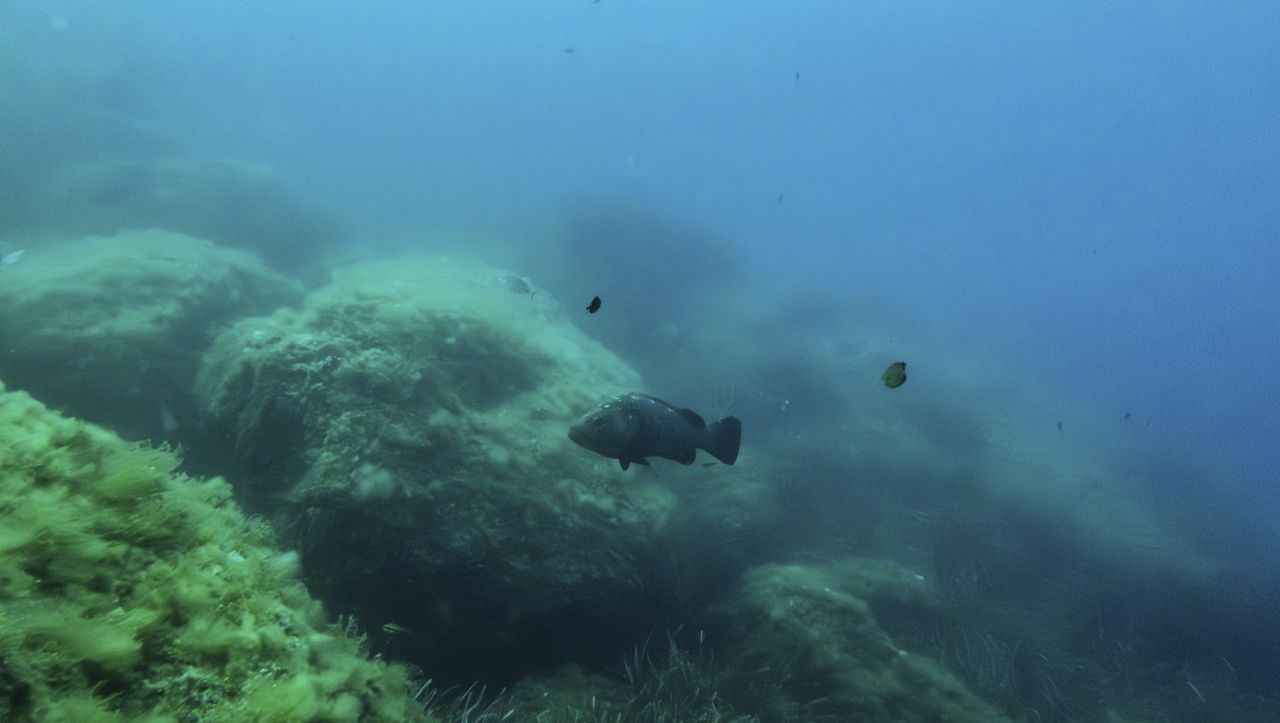 Мистерията е разкрита: Учени откриха неочакван източник на метан в океана