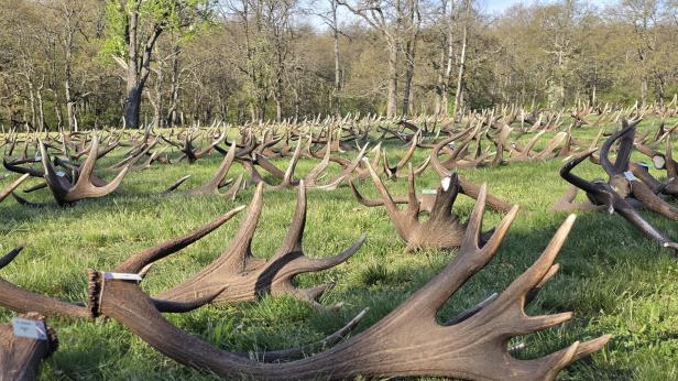 Тонове еленски рога на изложба