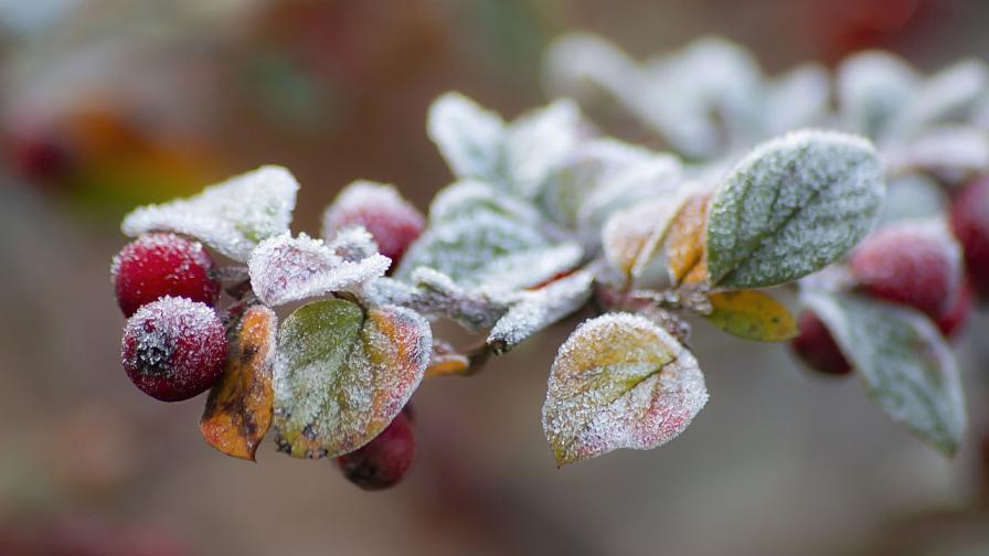 НИМХ обяви жълт код за слана във вторник: Защо е опасна