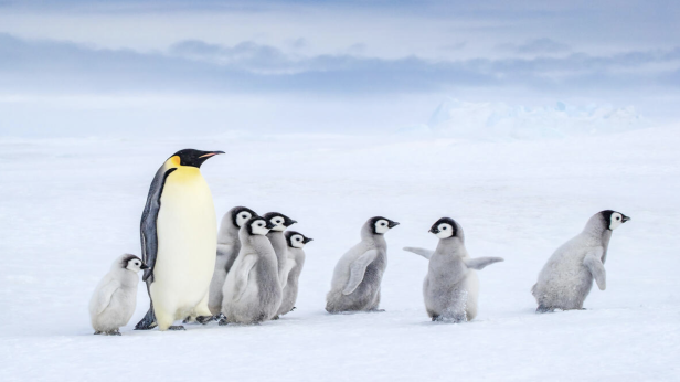 Императорският пингвин вече е застрашен от изчезване