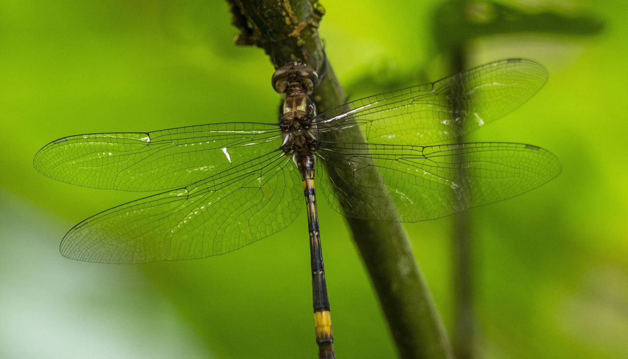 Вдъхновени от крилата на насекоми: Учени създадоха покритие, което унищожава вирусите