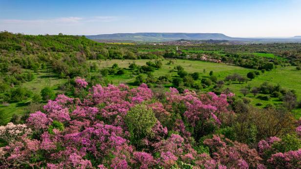 Розовата гора цъфна край Велики Преслав