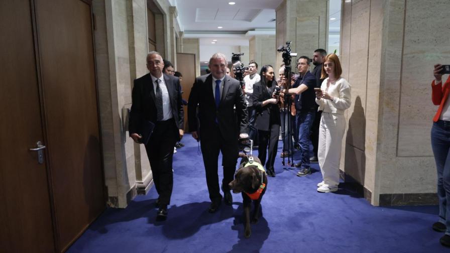 Депутат 241: Първото куче-водач в парламента