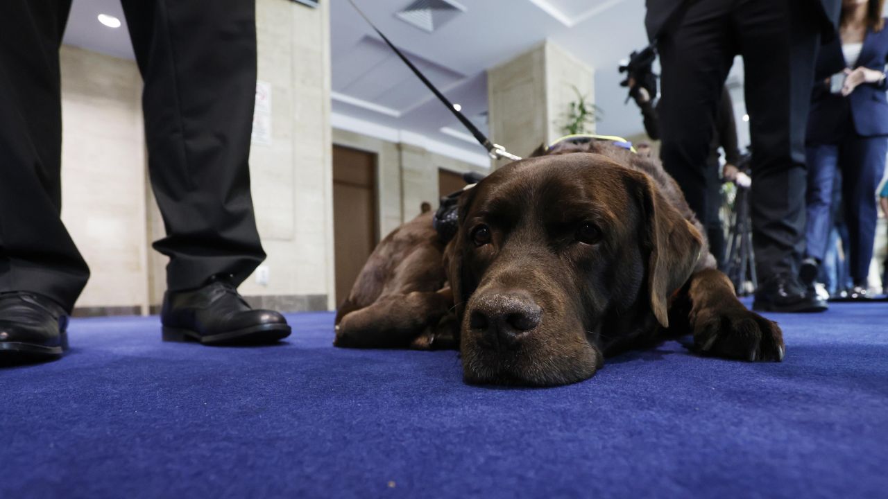 <p>Четириногият любимец, който обира симпатиите в кулоарите на парламента и доказва, че в политиката има място за верни приятели</p>