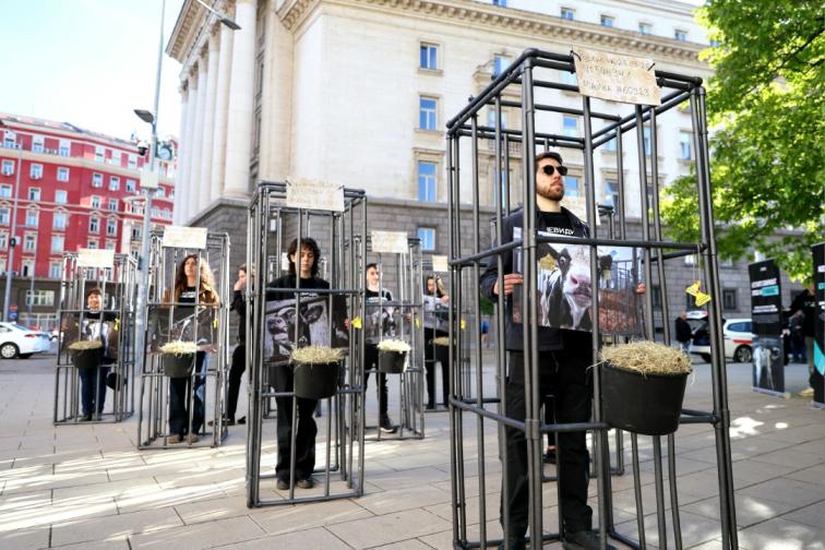 протест телета