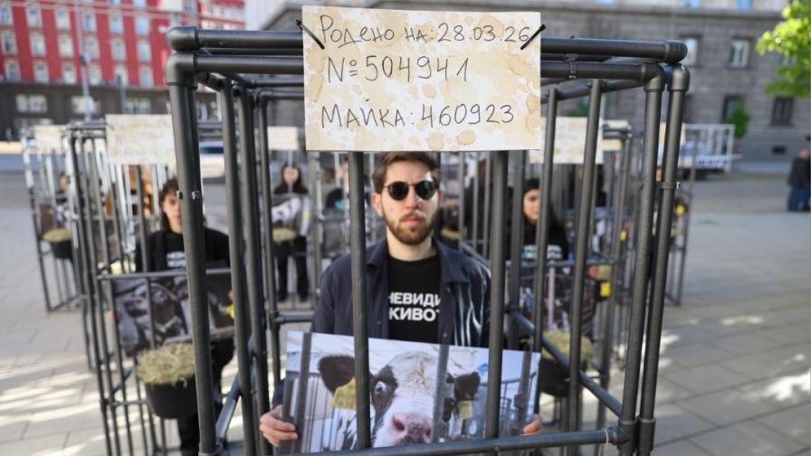 „Живот, а не затвор“: Протест пред НС настоява за забрана на отглеждането на телета в клетки