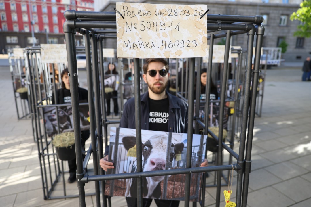 <p>Пред сградата на Народното събрание се провежда протест срещу отглеждането на телета в клетки.</p>