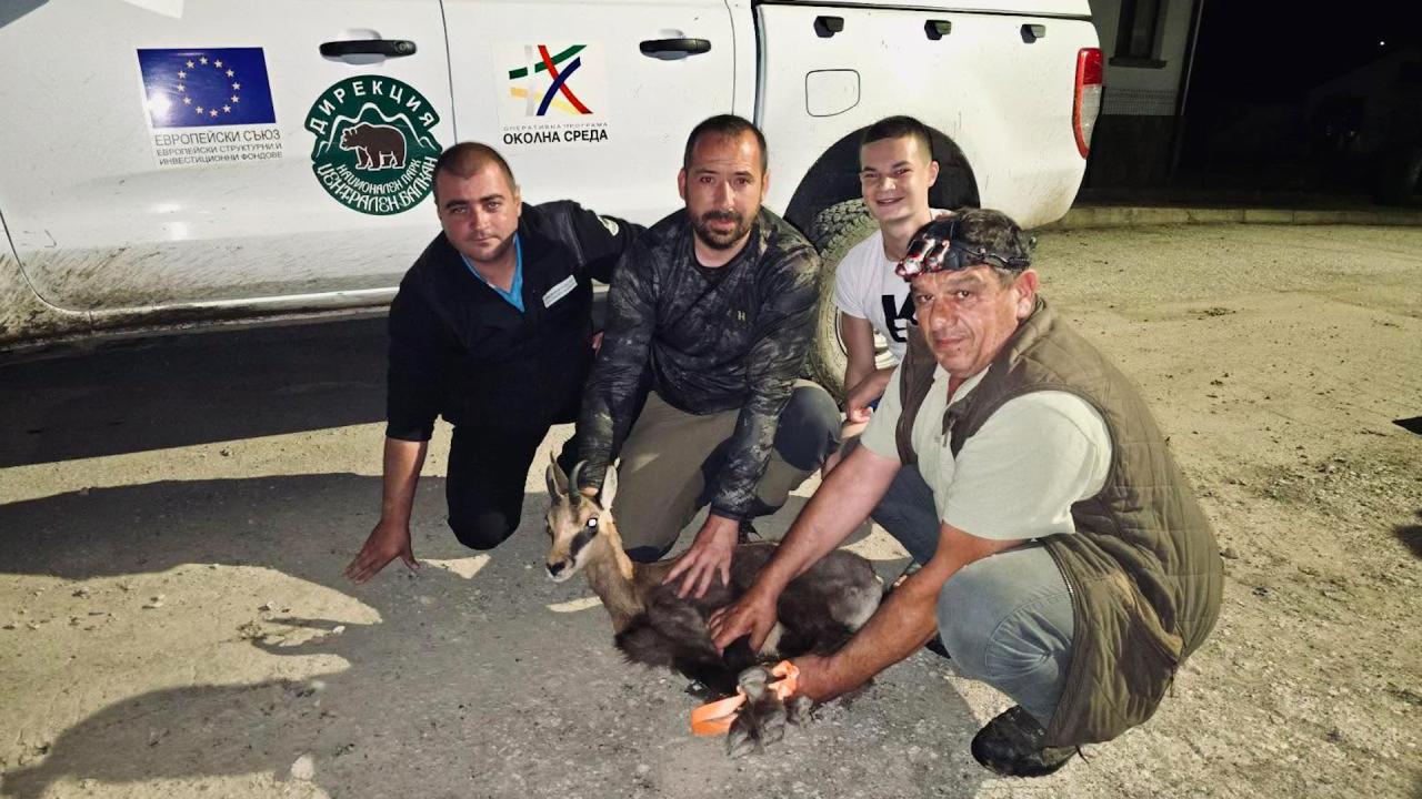 Освободиха дива коза в Балкана
