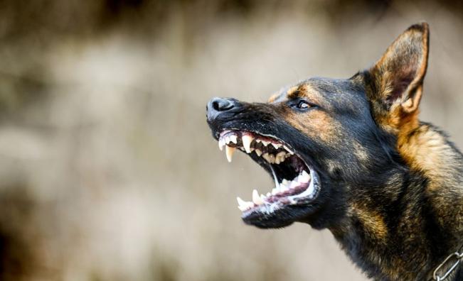 Куче нахапа до смърт стопанина си в Стара Загора