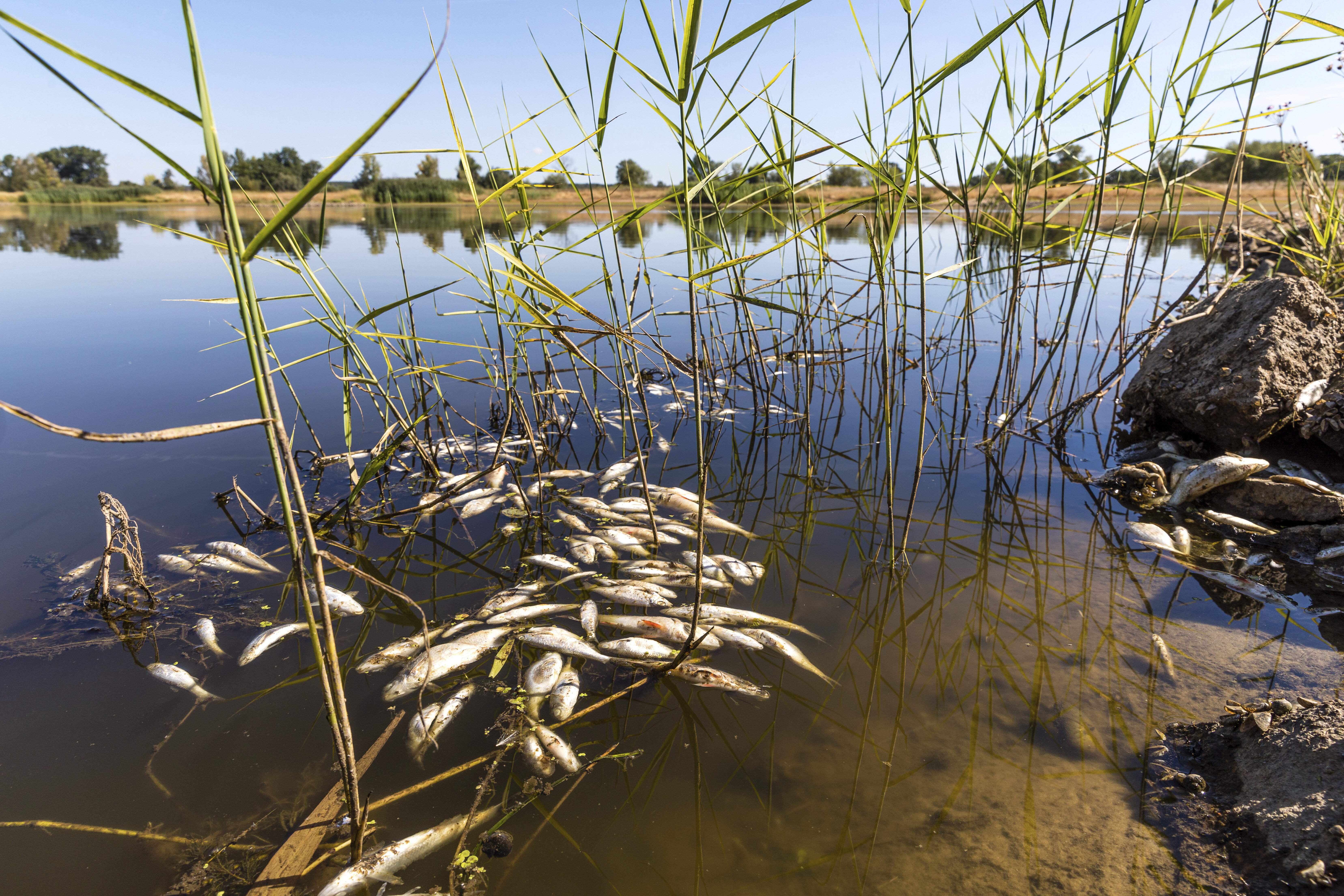 Тонове мъртва риба изплуваха в полски канал заради отровно водорасло