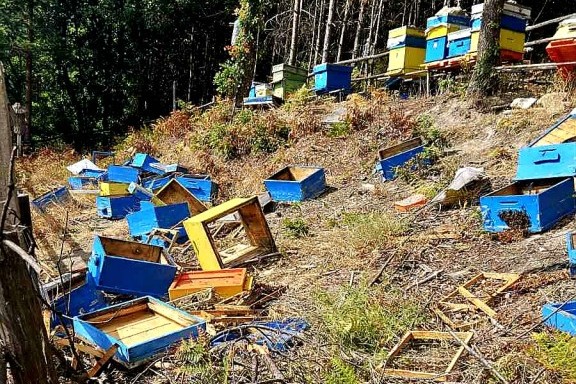 От общо 54 пчелни семейства, разположени в 47 кошера, са били повредени и преобърнати 30.