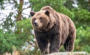 Внимание, мечка! Забелязаха дивото животно над Зоокъта в Сандански
