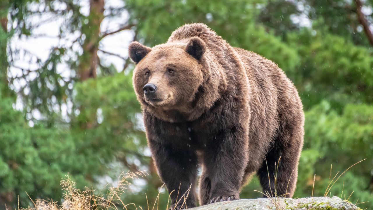 Внимание, мечка! Забелязаха дивото животно над Зоокъта в Сандански