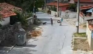 Проверяват случай с мъчения на куче от деца в Левски