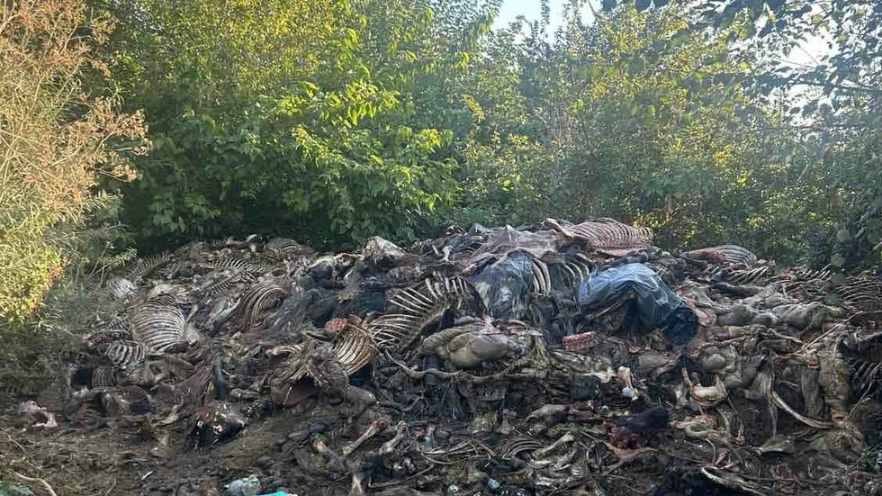 Разкриха нелегална кланица край Сливен: Открити са 200 кг месо