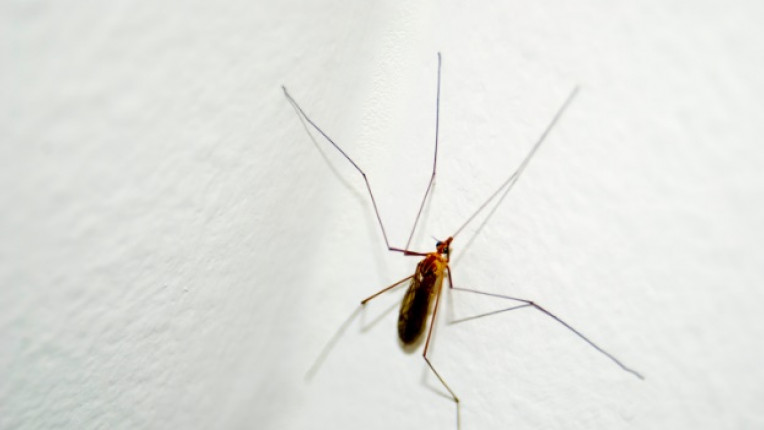 насекомо ухапване ужилване комар