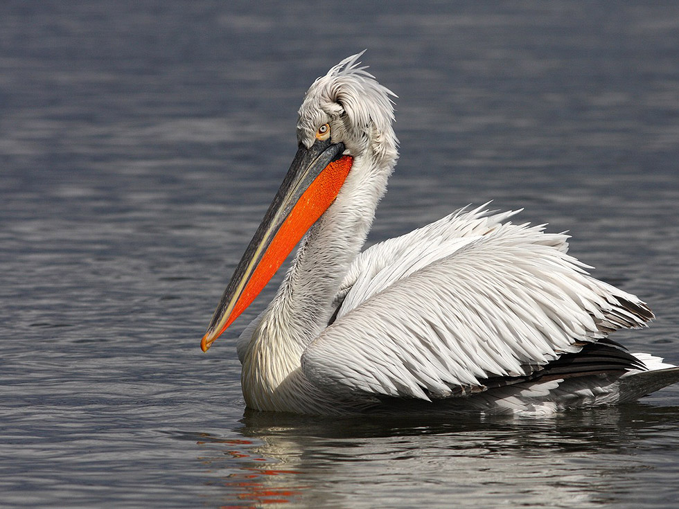 Къдроглав пеликан. автор: Светаслав Спасов. Къдроглавият пеликан (Pelecanus crispus) e eдна от най-едрите птици в България, обитаваща блата и езера, обрасли с тръстика. Храни се с риба. Гнезди на колонии. Размножава се в Биосферен резерват "Сребърна", а по време на миграции и зимуване се среща по река Дунав и Черноморието. Включен е в Червената книга на България.